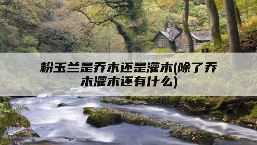 粉玉兰是乔木还是灌木(除了乔木灌木还有什么)