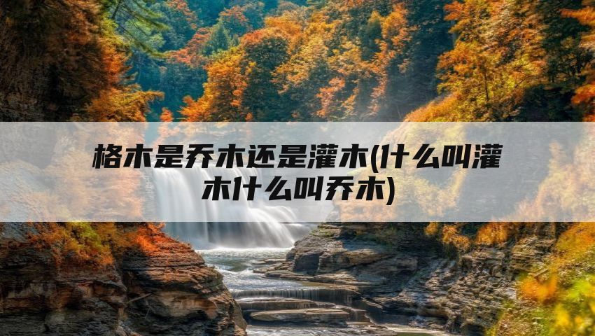 格木是乔木还是灌木(什么叫灌木什么叫乔木)