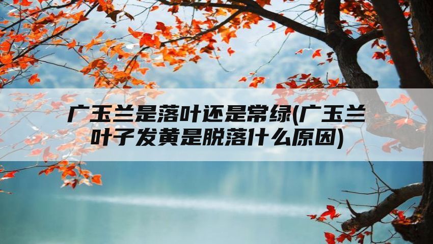 广玉兰是落叶还是常绿(广玉兰叶子发黄是脱落什么原因)