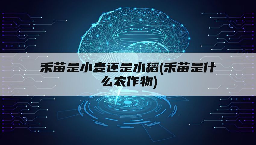 禾苗是小麦还是水稻(禾苗是什么农作物)